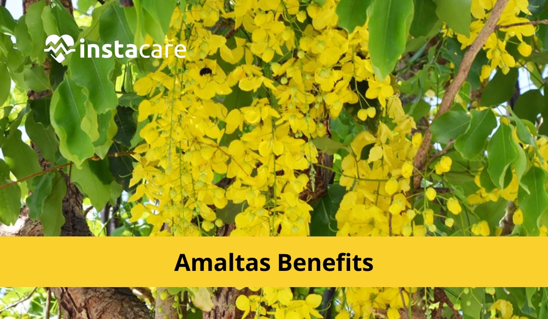 Picture of 10 Surprising Amaltas Benefits