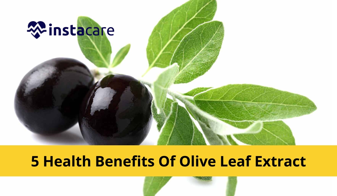 Picture of 5 Health Benefits Of Olive Leaf Extract