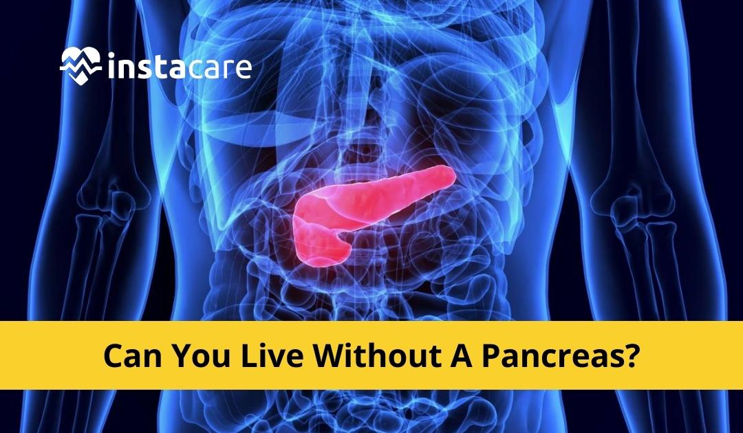 Picture of Can You Live Without A Pancreas Everything You Need to Know