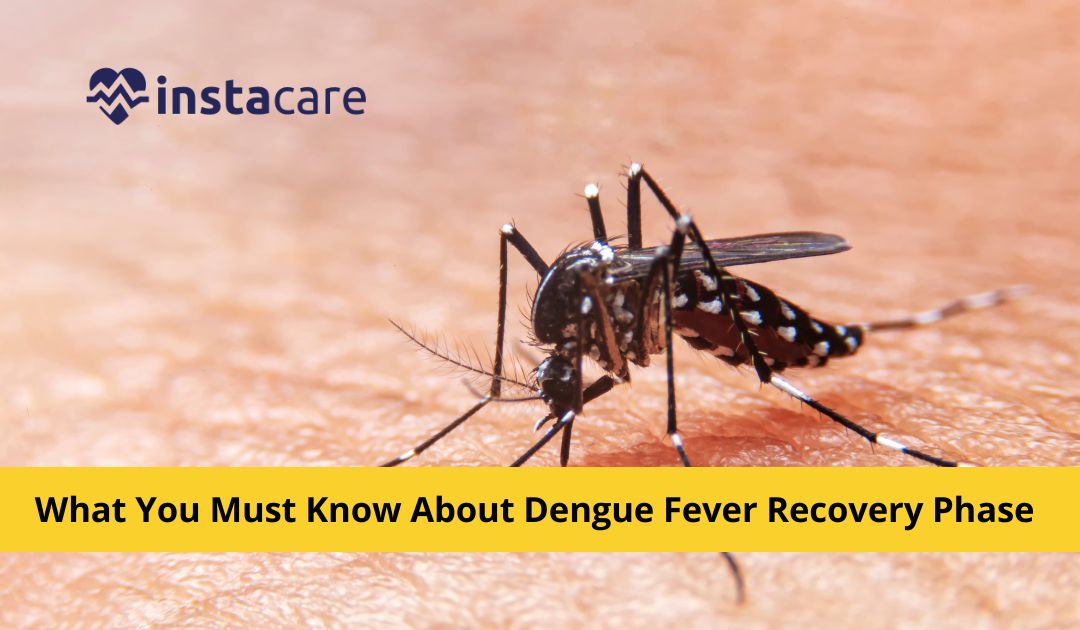 Picture of What You Must Know About Dengue Fever Recovery Phase