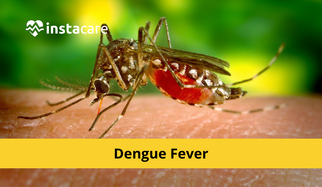 Picture of Dengue Fever Symptoms Causes and Treatments