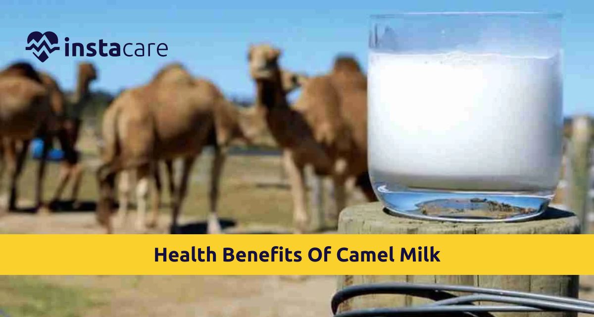 Picture of Some Incredible Health Benefits Of Camel Milk You Should Know