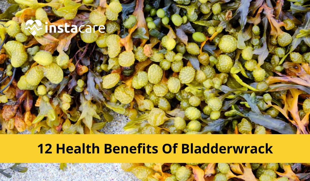 12 Health Benefits Of Bladderwrack