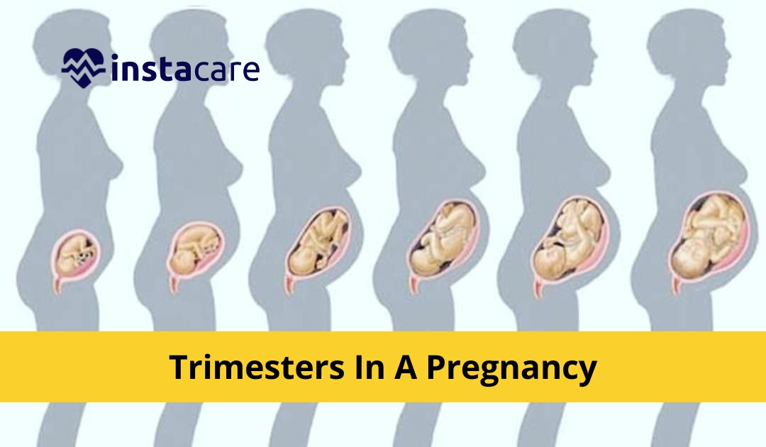 Picture of How Many Weeks Months And Trimesters In A Pregnancy