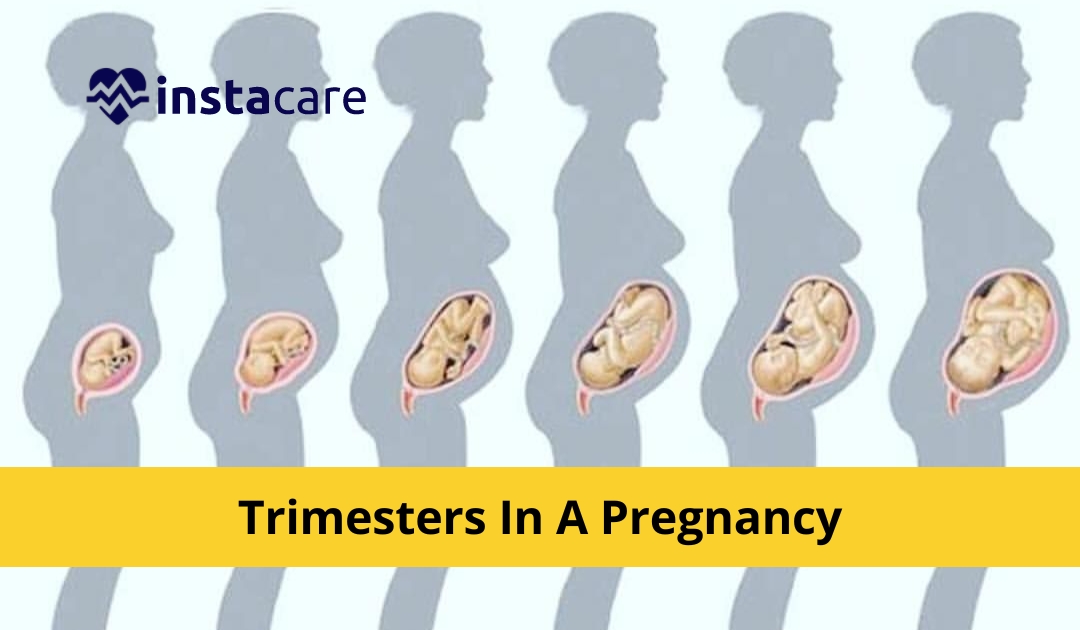 How Many Weeks Months And Trimesters In A Pregnancy 