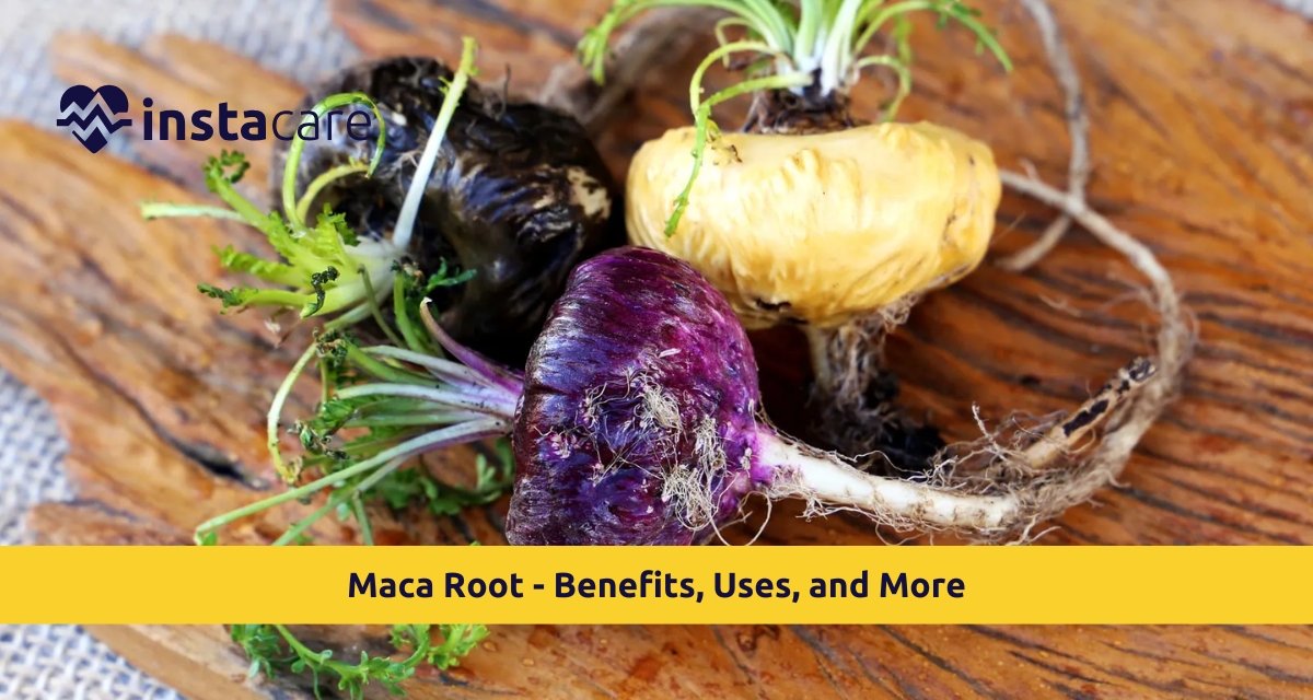 Picture of Maca Root - Benefits Uses and More