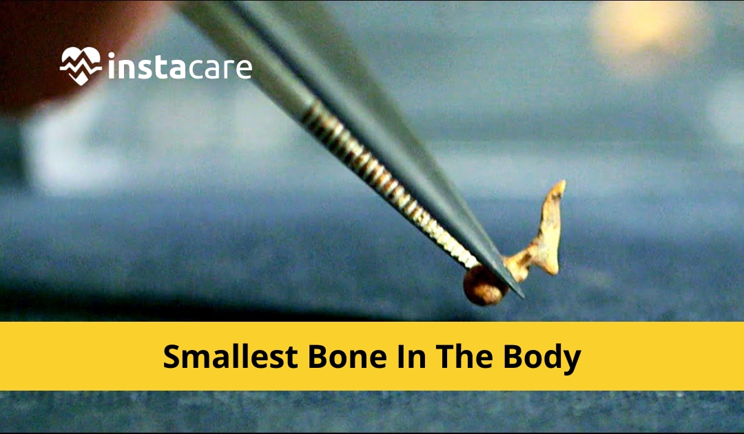 Picture of Smallest Bone In The Human Body Everything You Need To Know