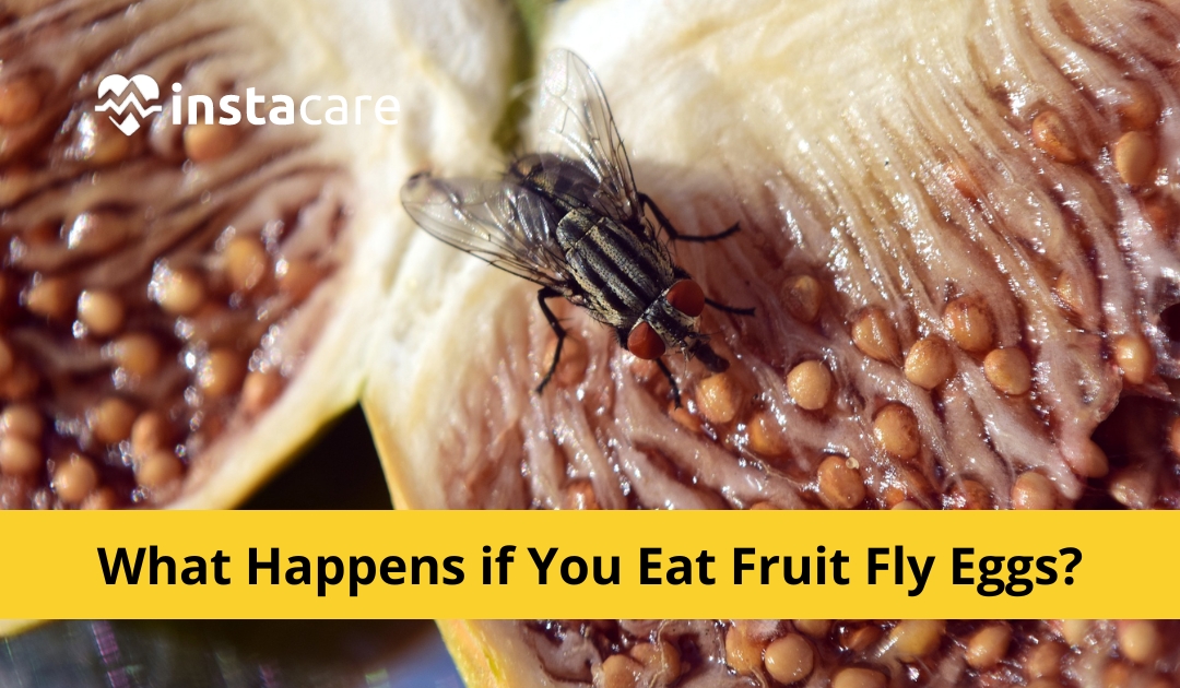 Ravan Bin Hussein - What Happens If You Eat Fruit Fly Eggs? Instacare