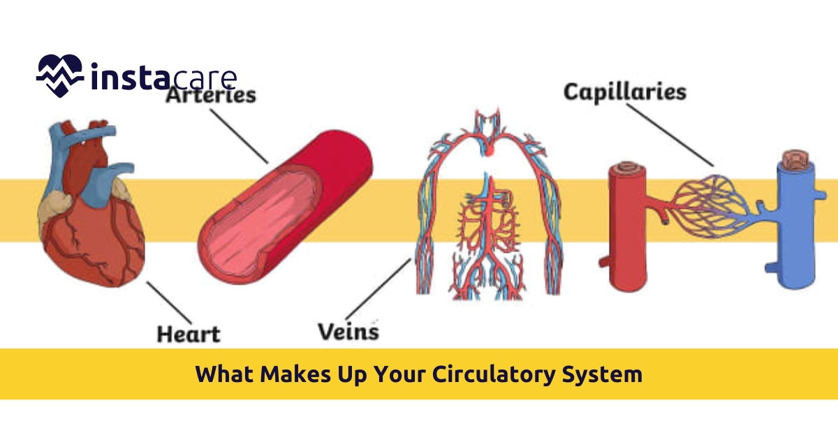 Picture of What Makes Up Your Circulatory System and How Does It Work